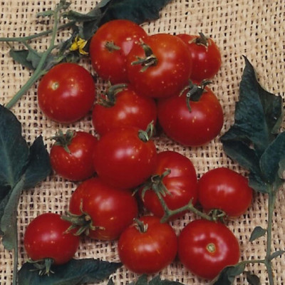 DIVINE TOMATO , TAMATAR Seed(20 per packet)