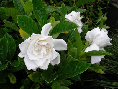 ibains Night-blooming jasmine seed Seed(8 per packet)