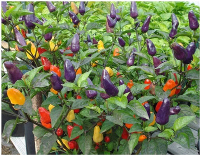 Biosnyg Disease-Resistant ROXI HOT CHILLI Vegetable Seeds for Garden-(4000 Seeds) Seed(4000 per packet)