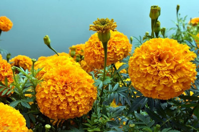 BJUBAS Marigold flower seeds pack of 69 Seed(69 per packet)