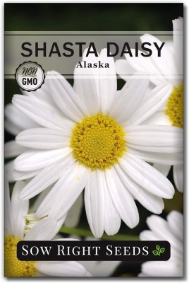 Biosnyg NYZ-26 Shasta Daisy Flower Seeds-[200 Seeds] Seed(200 per packet)