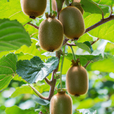 Aywal Hybrid kiwi fruit seeds for plant Seed(70 per packet)