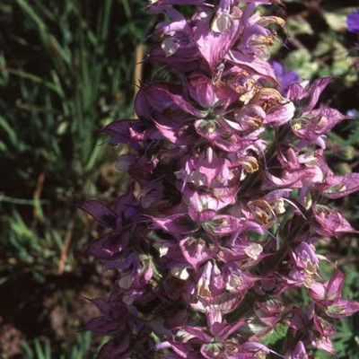 CYBEXIS Imported Salvia Sclarea Seeds Seed(50 per packet)