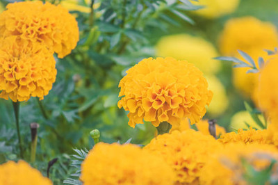 abiswas marigold/gende ka phool flower seeds Seed(50 per packet)