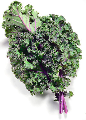 WILLVINE PUAS -X Kale Seeds - Red Russian [50g] Seed(15000 per packet)