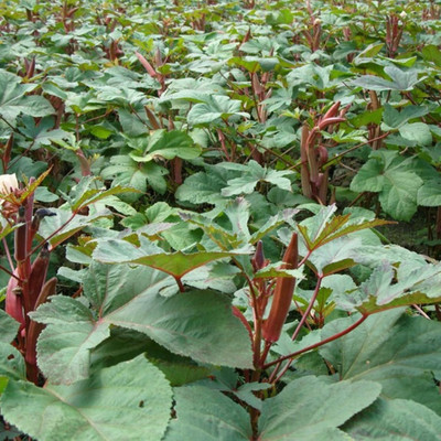 KNESSiN Red Okra Seed(500 per packet)