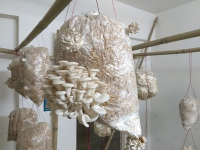 Arko Oyster Mushrooms Grain Spawn Seeds – First Generation High Yield White Seed(200 g)