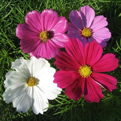 CYBEXIS Cosmos, Sensation Mixed Seeds Seed(1 g)