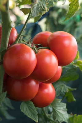STYOKIYA tomato Seed(105 per packet)