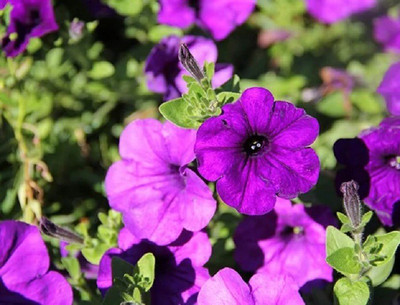 CYBEXIS PETUNIA NANA COMPACTA ROYAL BLUE SEEDS
100 Seeds Seed(100 per packet)