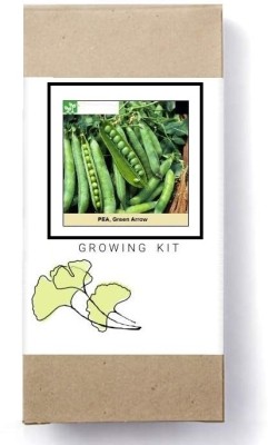 Biosnyg Green Pea Vegetable Seeds[500 Seeds] Seed(500 per packet)