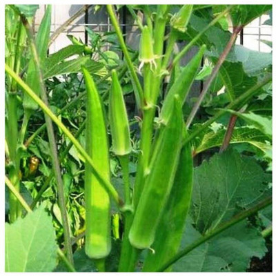 KLARKEE Z3302_M_Bhindi Desi Seeds Lady Finger Okra Vegetables Seed(1000 per packet)
