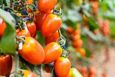 CYBEXIS Tomato Golden Sweet F1 Hybrid Seeds - Grape Shaped Cherry2000 Seeds Seed(2000 per packet)