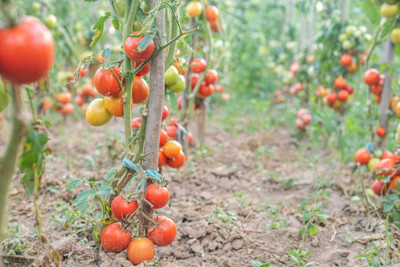 Quentova tomato Seed(130 per packet)