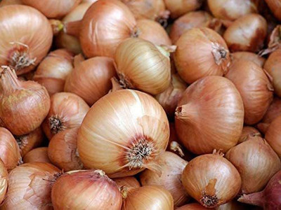 VibeX ® VMR-316 Walla Walla Onion Heirloom Seed(1000 per packet)
