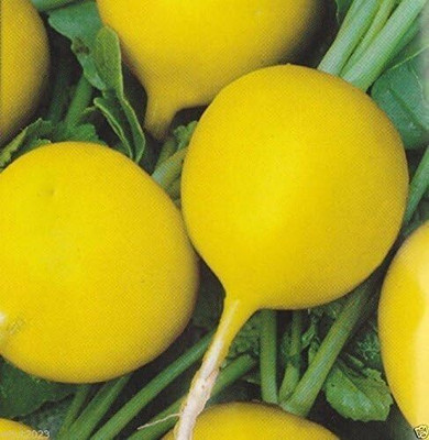 Qualtivate ICRA-1A RADISH (YELLOW) Ready in 30 Days Seed(300 per packet)