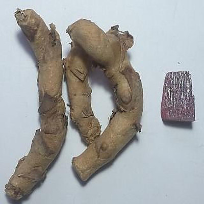 SHIVAKARI kali haldi Seed(1 per packet)