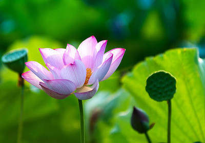 Oliver lotus,kamal gatta Seed(14 per packet)