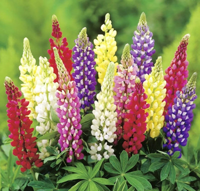 Quentova Persistent lupine - a mixture-SWAT-11V Seed(100 per packet)