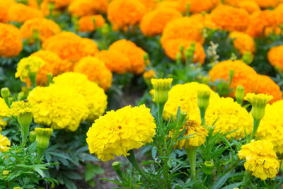 Naaz marigold,gende ka phool seeds Seed(21 per packet)
