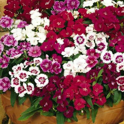Epazo Hybrid Dahlia Double Flower Seed(110 per packet)