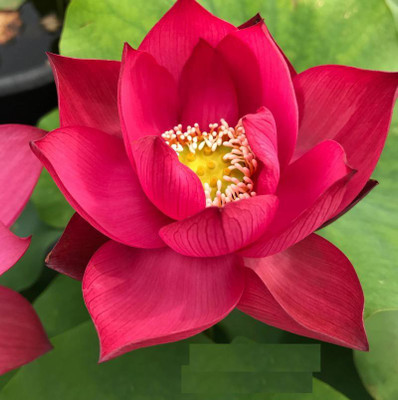Mozette Lotus flower Seed(10 per packet)