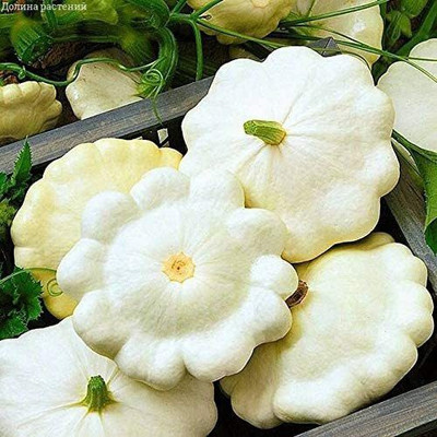 VibeX ® VMR-442 White Patty Pan Zucchini Squash Seed(100 per packet)