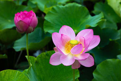 MSD lotus,kamal gatta Seed(10 per packet)