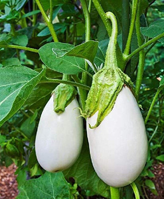 Qualtivate GBPT-6A Brinjal White Round F1 Hybrid Seeds Seed(300 per packet)