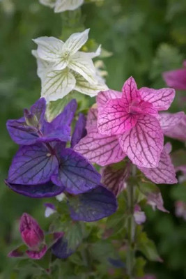 MAA Salvia Seed(80 per packet)