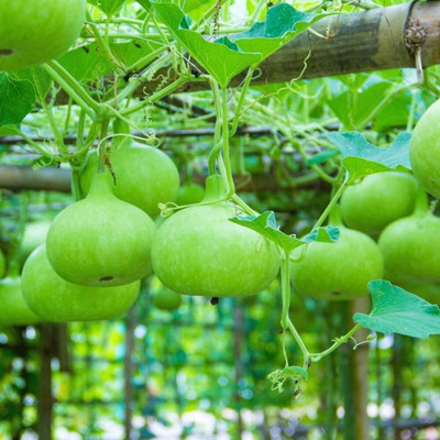 Cloud Farm LAW/LOWKI Round Bottle Gourd Lauki/Lau/Clabash Seed(68 per packet)