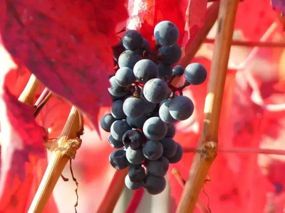 Aro Grapes Fruit, Black Grapes Seed(22 per packet)
