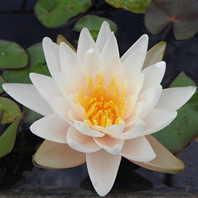 Qualtivate RES-5A White Lotus Water Lily Flower Seeds Seed(25 per packet)