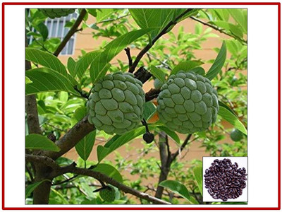 Aywal Annona Squamosa/custard Seed(7 per packet)
