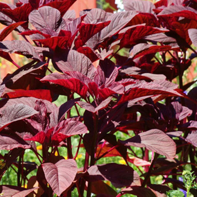 Qualtivate ICRA-5A Kerala Red Amaranth Seeds Seed(300 per packet)