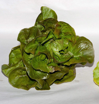 Qualtivate XLR-552 Bronze Mignonette Butterhead Lettuce Seeds Seed(200 per packet)