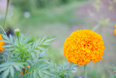 Srida marigold,gende ka phool seeds Seed(21 per packet)