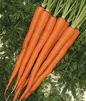 Qualtivate PUA-7A Sugarsnax F1 Hybrid Carrot Seeds Seed(300 per packet)