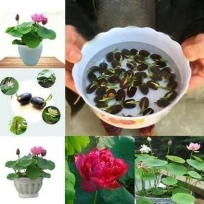 Arshiayat lotus seeds hybrid flower Seed(12 per packet)