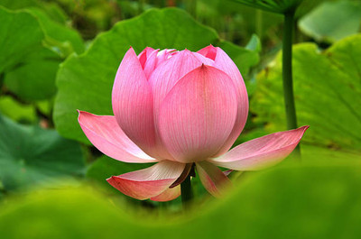 Shree Poojan lotus,kamal gatta Seed(11 per packet)