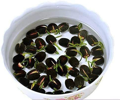 VibeX XLL-52 - Aquatic Water Lily/Lotus - (270 Seeds) Seed(270 per packet)