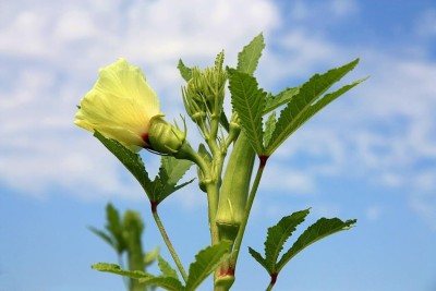 ASPEN Benda Kayi | Ladies Finger | Bendekai Seed(80 per packet)