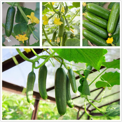 Qualtivate PUAS-7A Long Green Cucumber Seeds Seed(300 per packet)