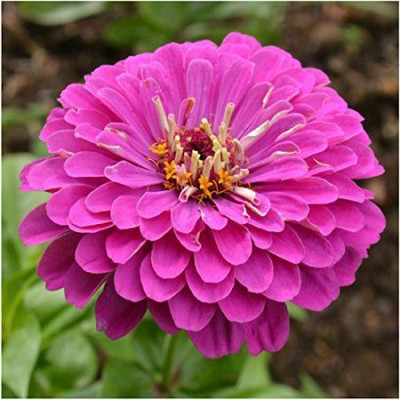 Radha Krishna Agriculture Imported Purple Zinnia F1 Hybrid Flower Seeds For Home Gardening/ Seed(60 per packet)