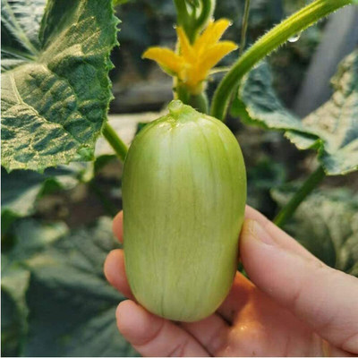 CYBEXIS Cucumber Seeds Winter Greenhouse 2000 Seeds Seed(2000 per packet)
