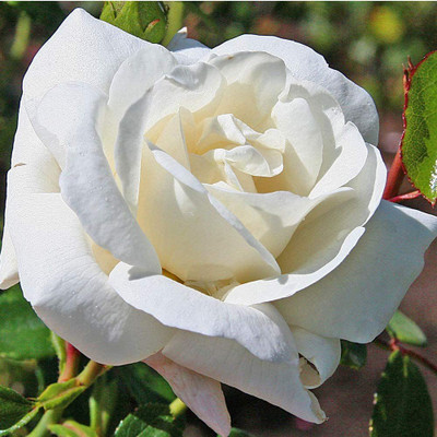 CYBEXIS XLL-35 - White Climbing Rose Bush - (100 Seeds) Seed(100 per packet)