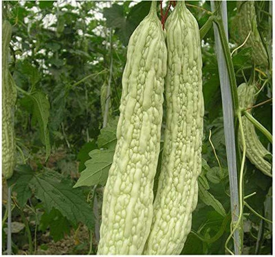 CYBEXIS HUA-48 - Balsam Pear Bitter Gourd - (300 Seeds) Seed(300 per packet)