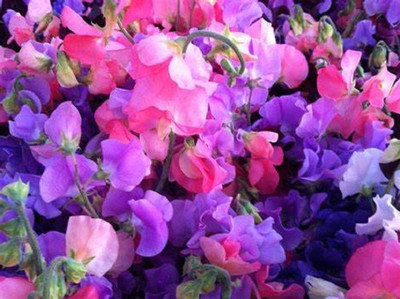 CYBEXIS GBPUT-27 - Sweet Pea Flower - (100 Seeds) Seed(100 per packet)