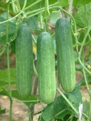 BSARKAR Cucumber seed Seed(20 per packet)