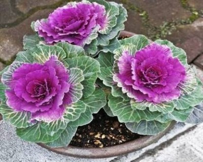 Aywal Imported Ornamental Kale Flower Seed(80 per packet)